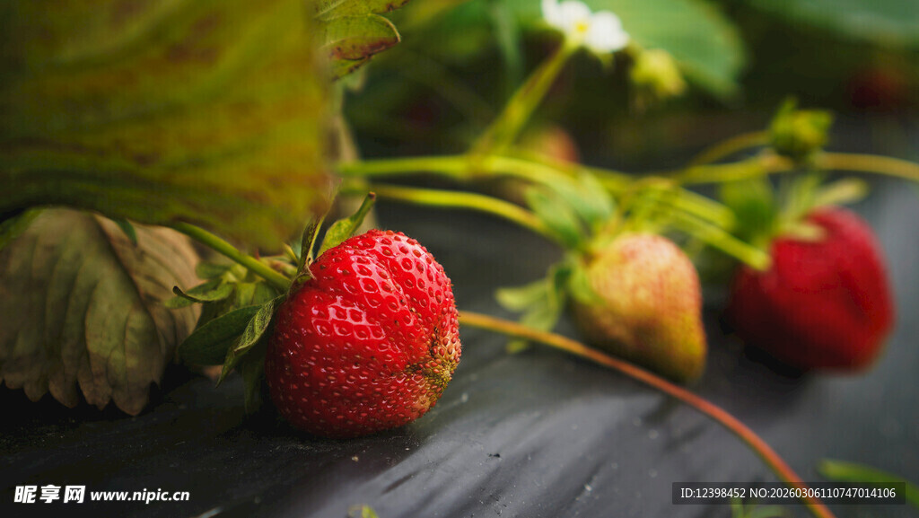 成熟野草莓