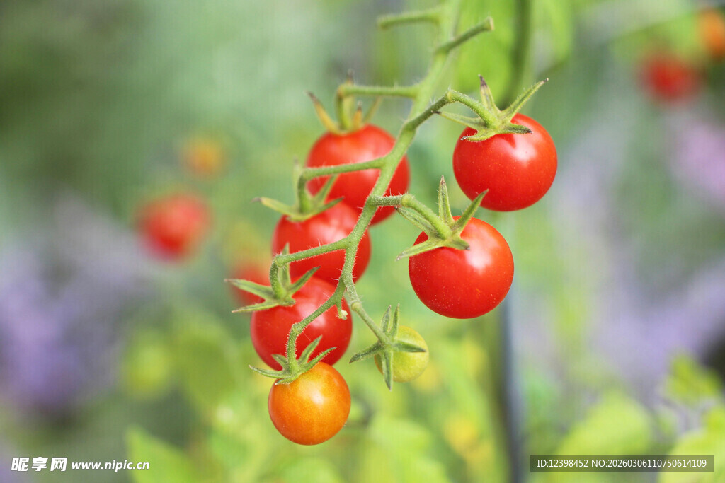 枝头鲜艳的樱桃番茄
