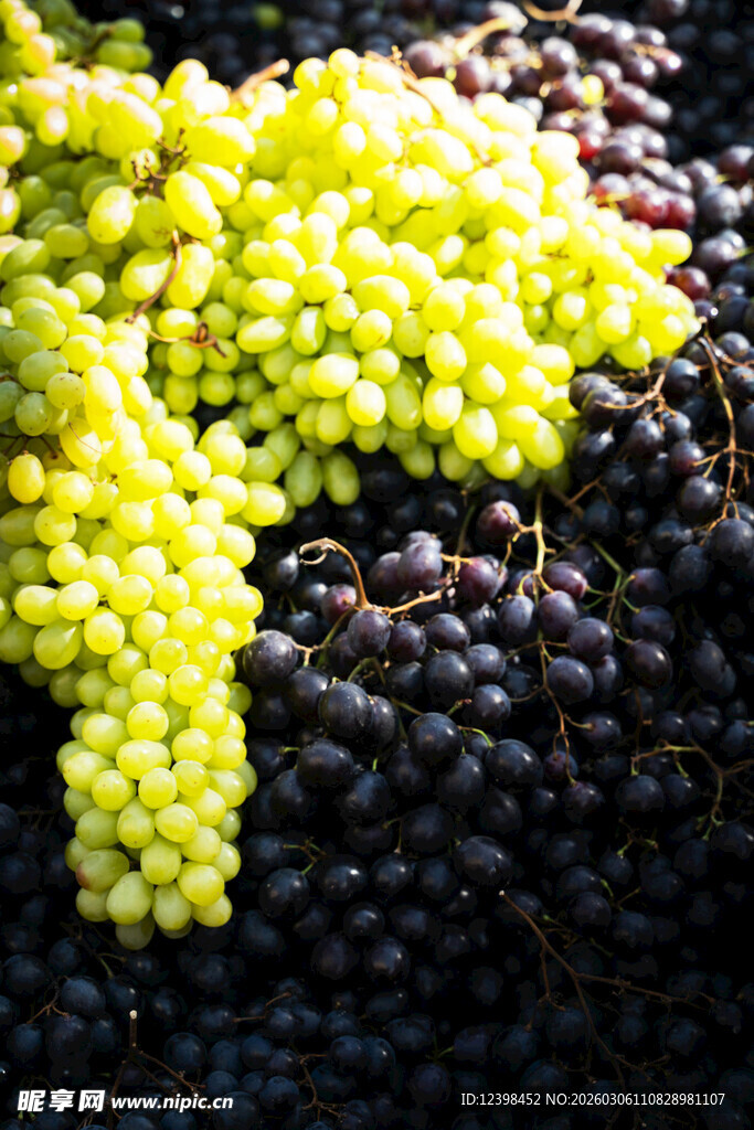 多彩葡萄串展示新鲜魅力