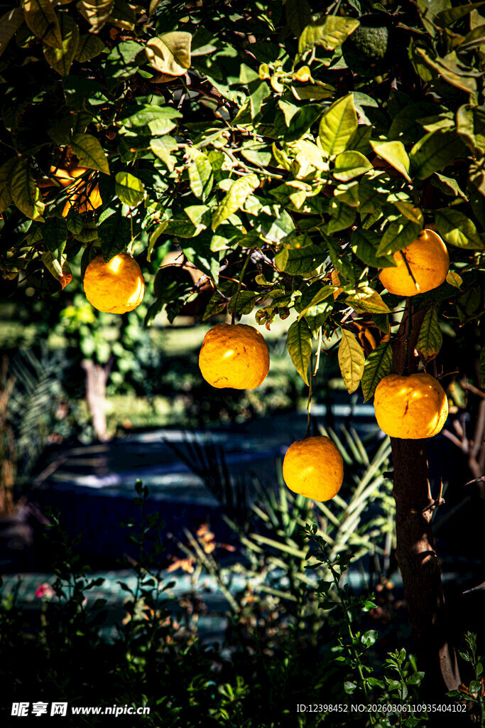 枝头挂果的繁茂橘子树