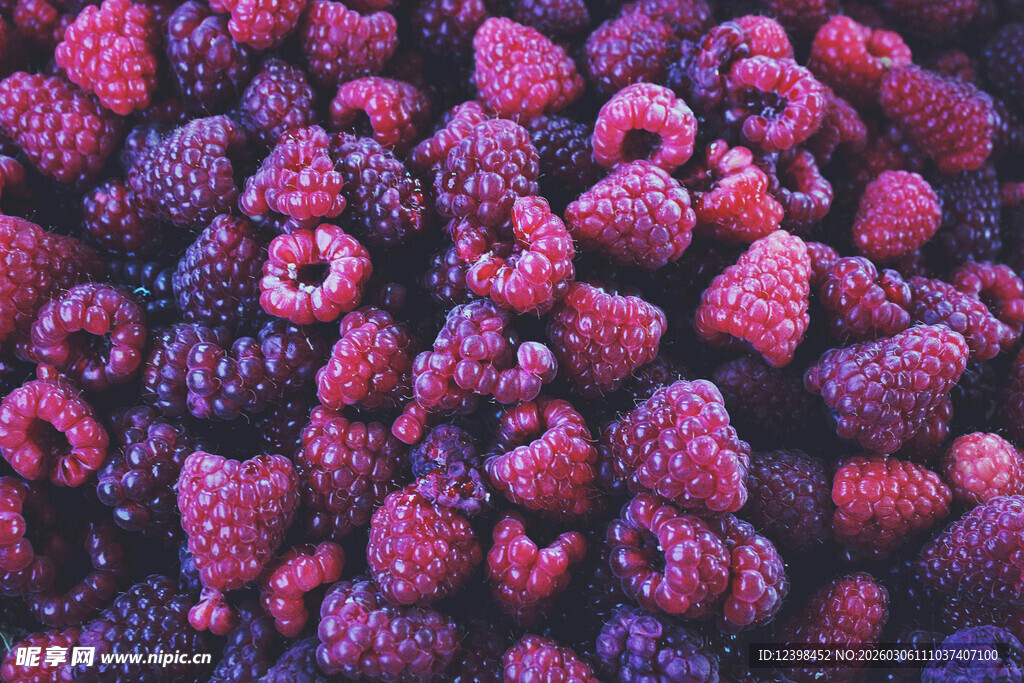饱满多汁的树莓果实