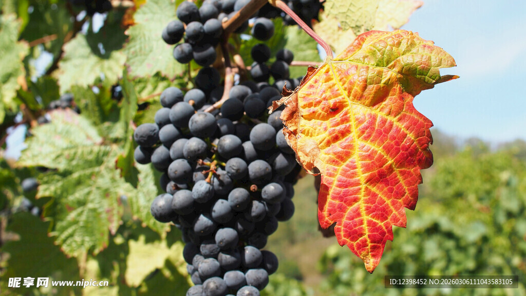 秋日葡萄与绚丽红叶