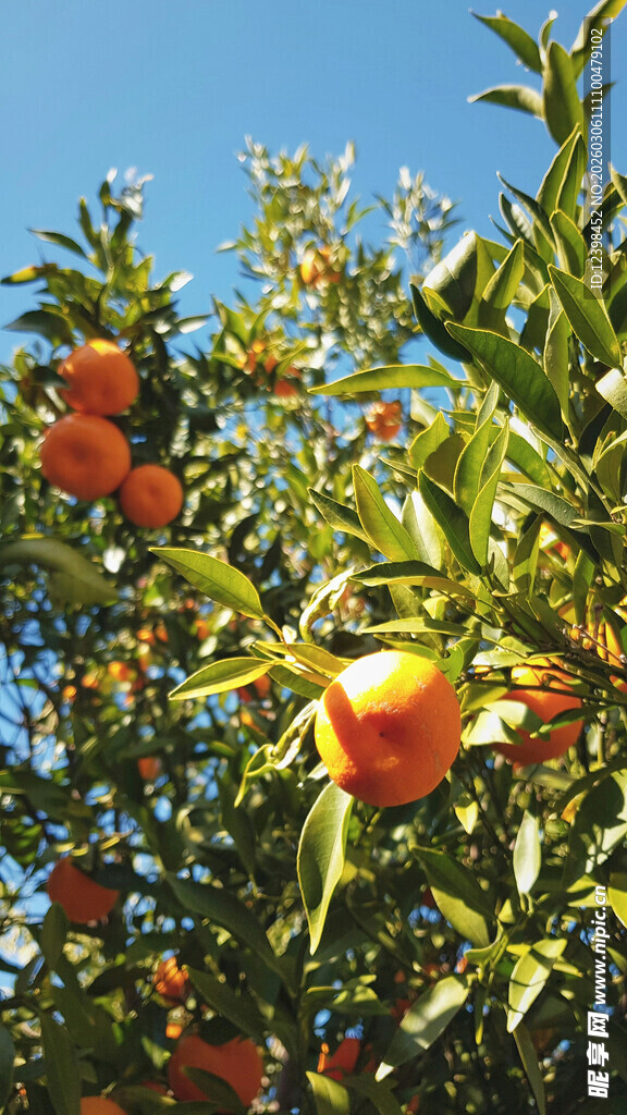 硕果累累的橙树