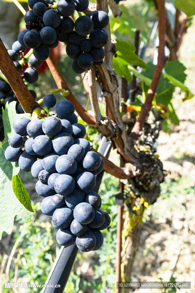 手摘饱满紫葡萄