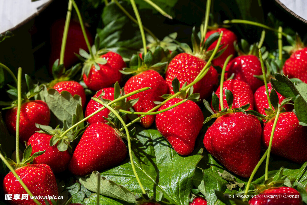 新鲜饱满的红草莓