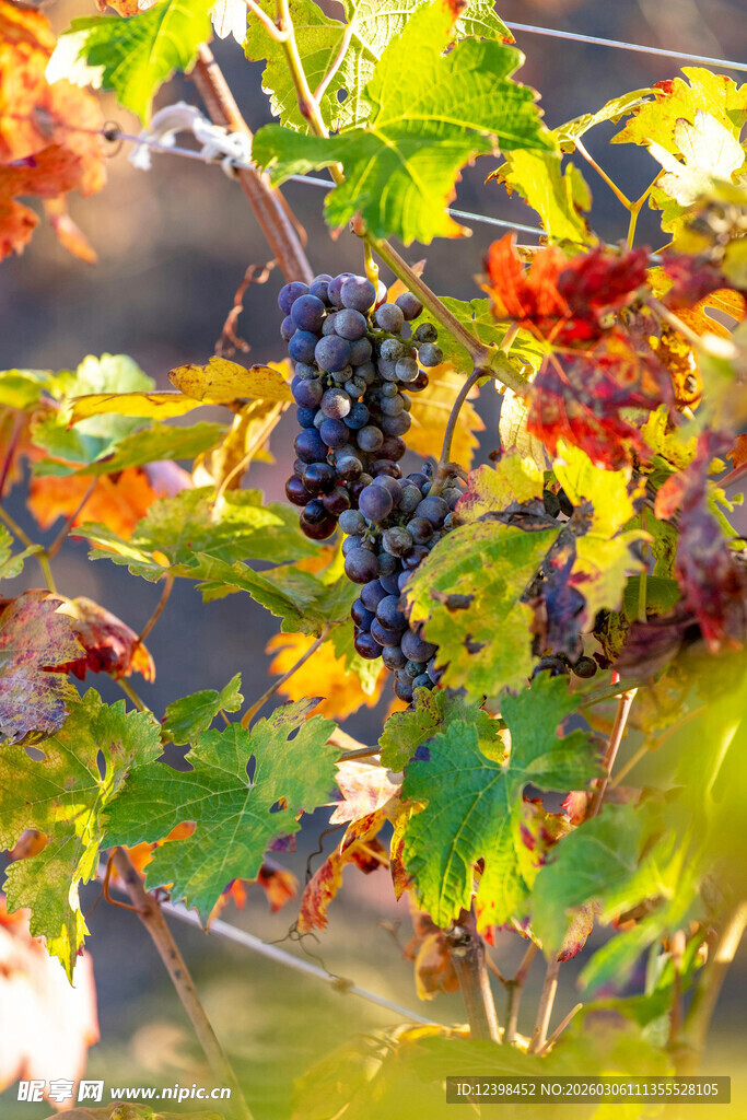 秋日葡萄藤上的紫葡萄