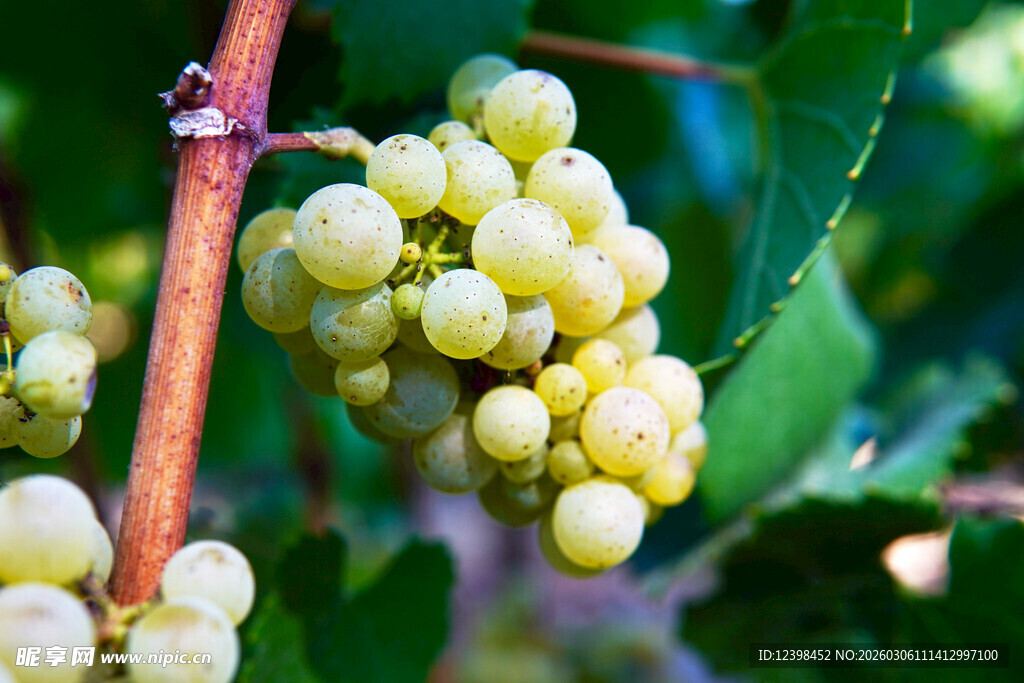 枝头青葡萄