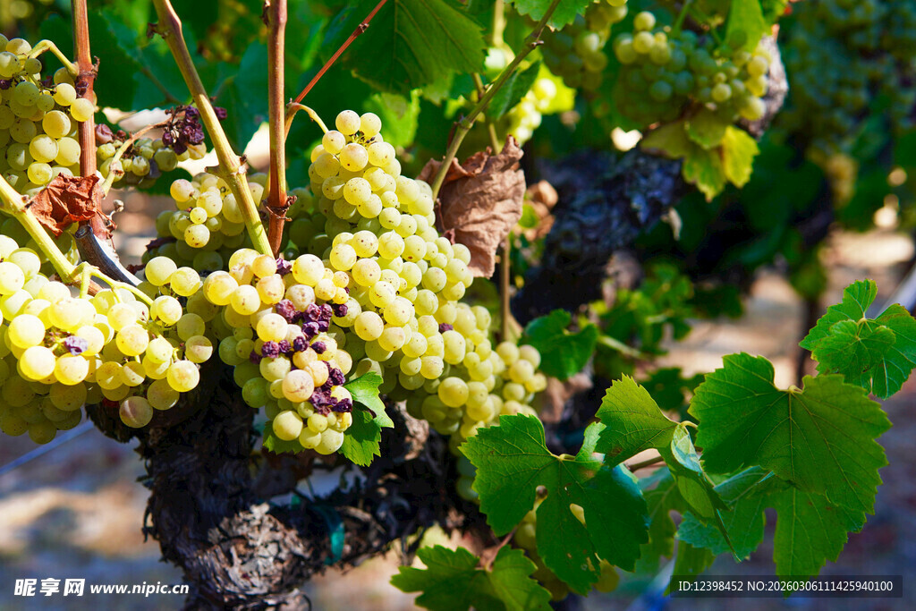 成熟葡萄藤上的黄绿色葡萄