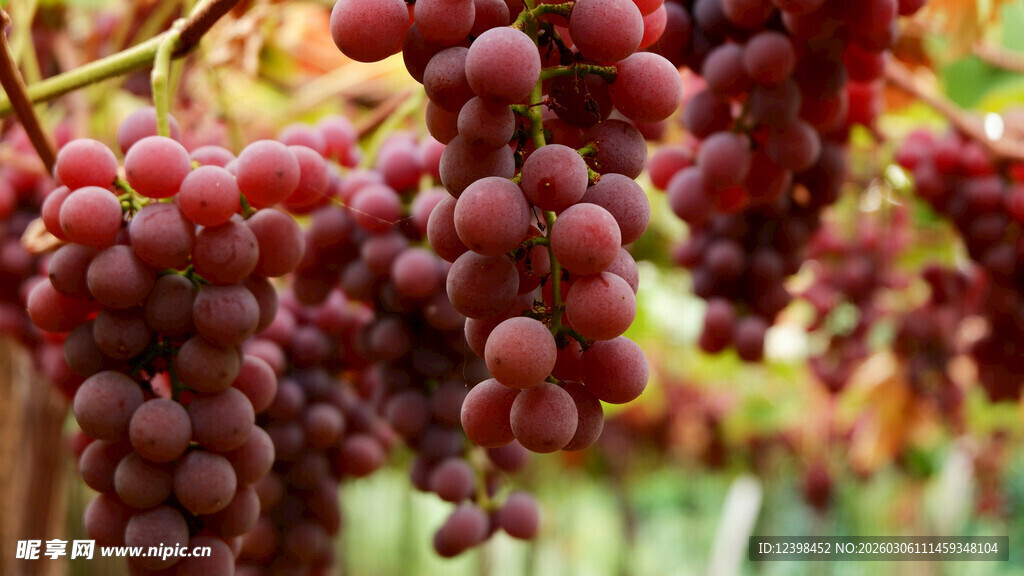 饱满红葡萄挂藤间