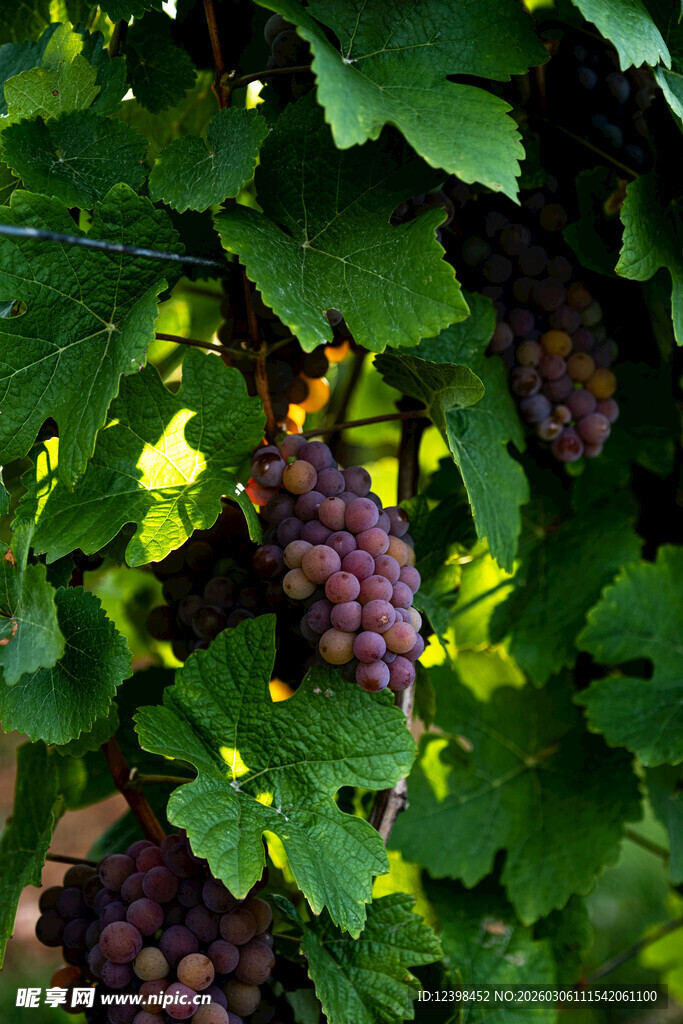 葡萄藤上的紫葡萄