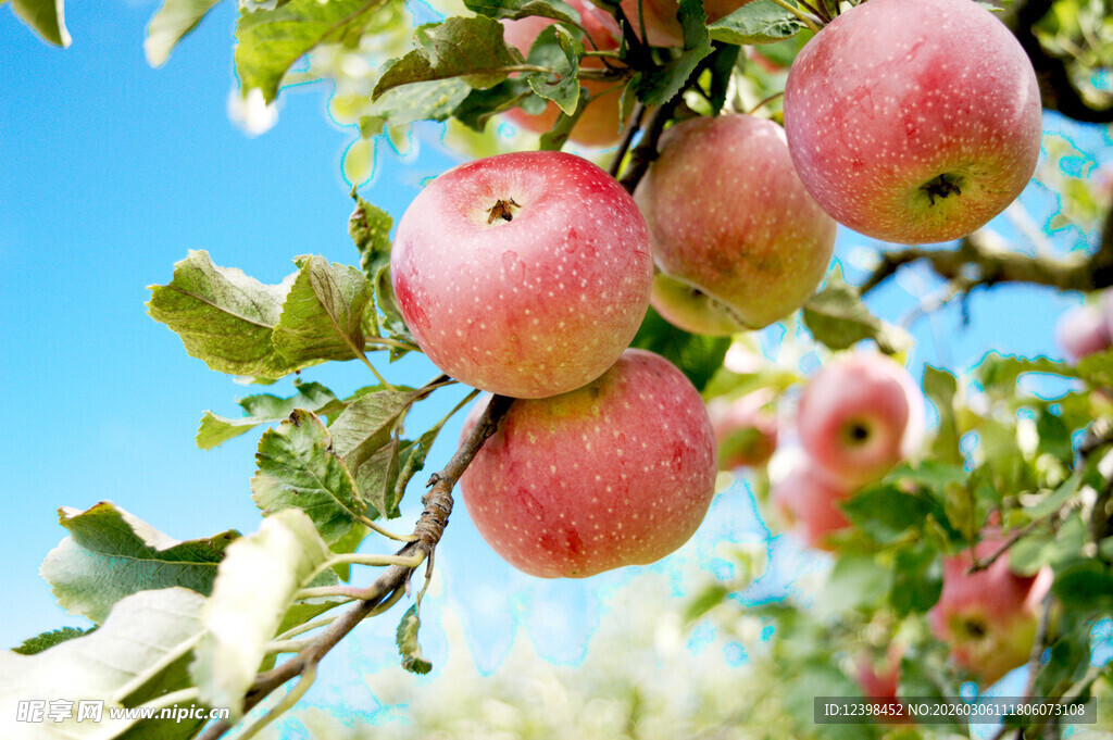 枝头粉嫩苹果挂满绿叶间