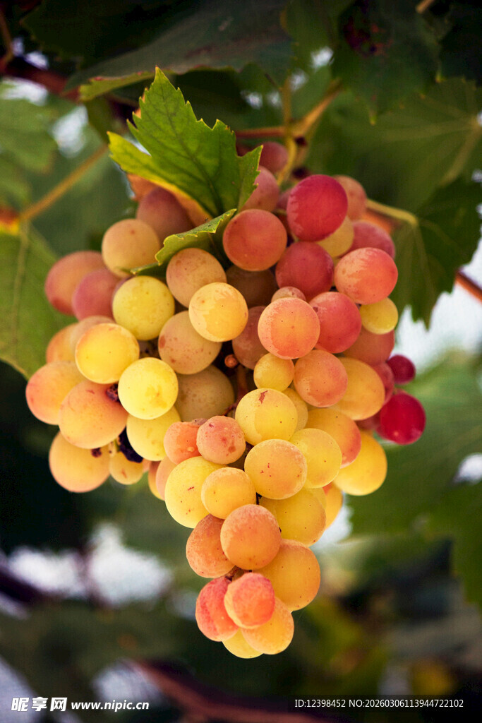 多彩葡萄挂枝头