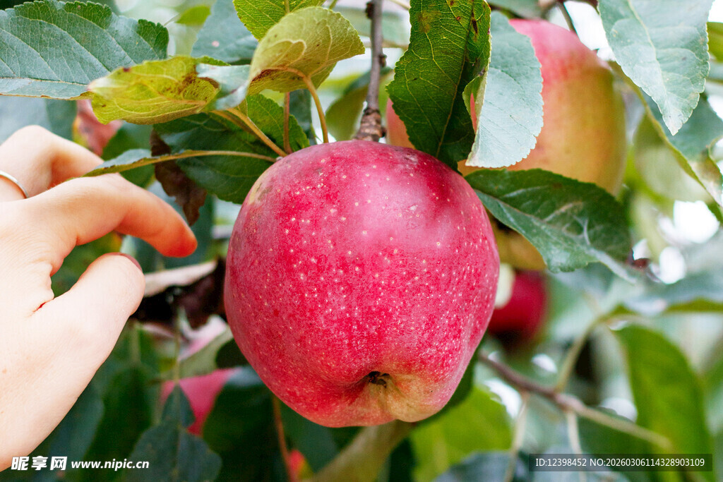 手摘枝头红苹果