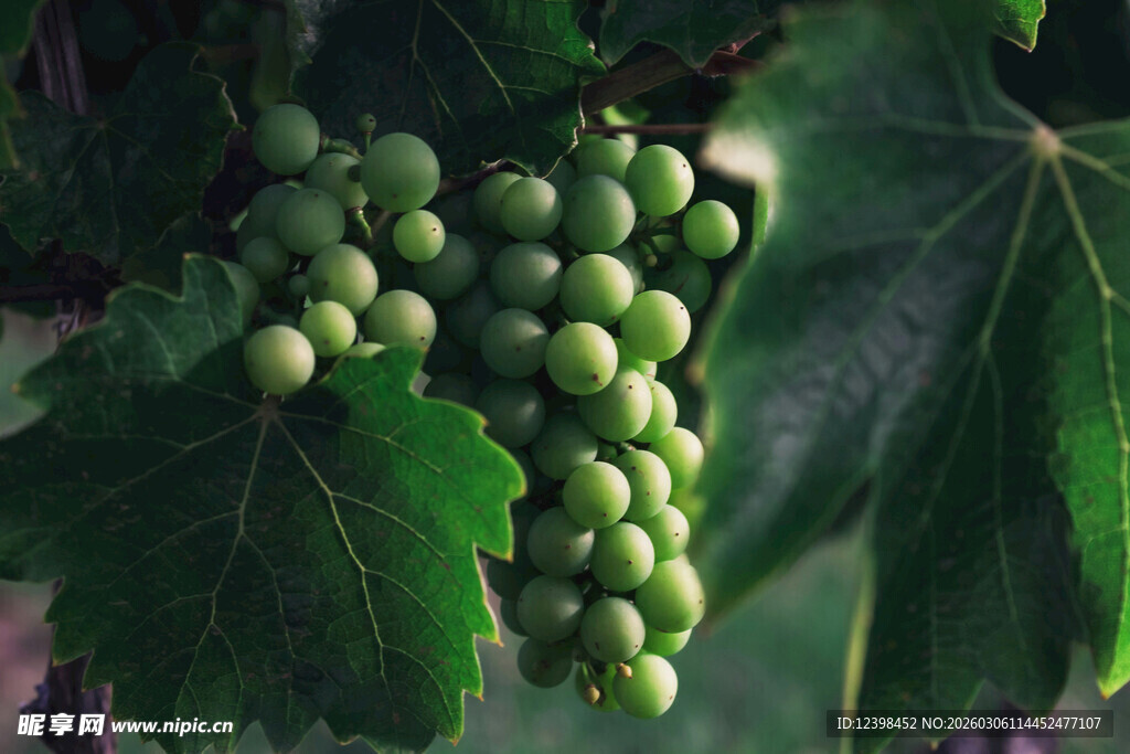 青葡萄挂于翠绿枝叶间