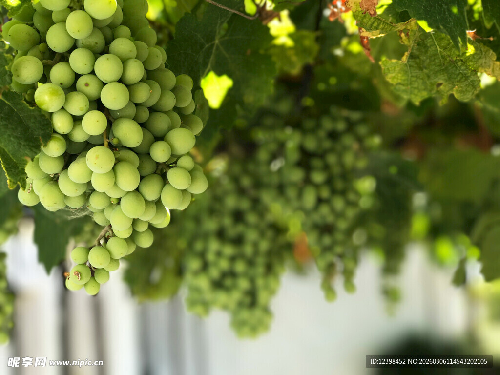 饱满绿葡萄悬挂于枝头