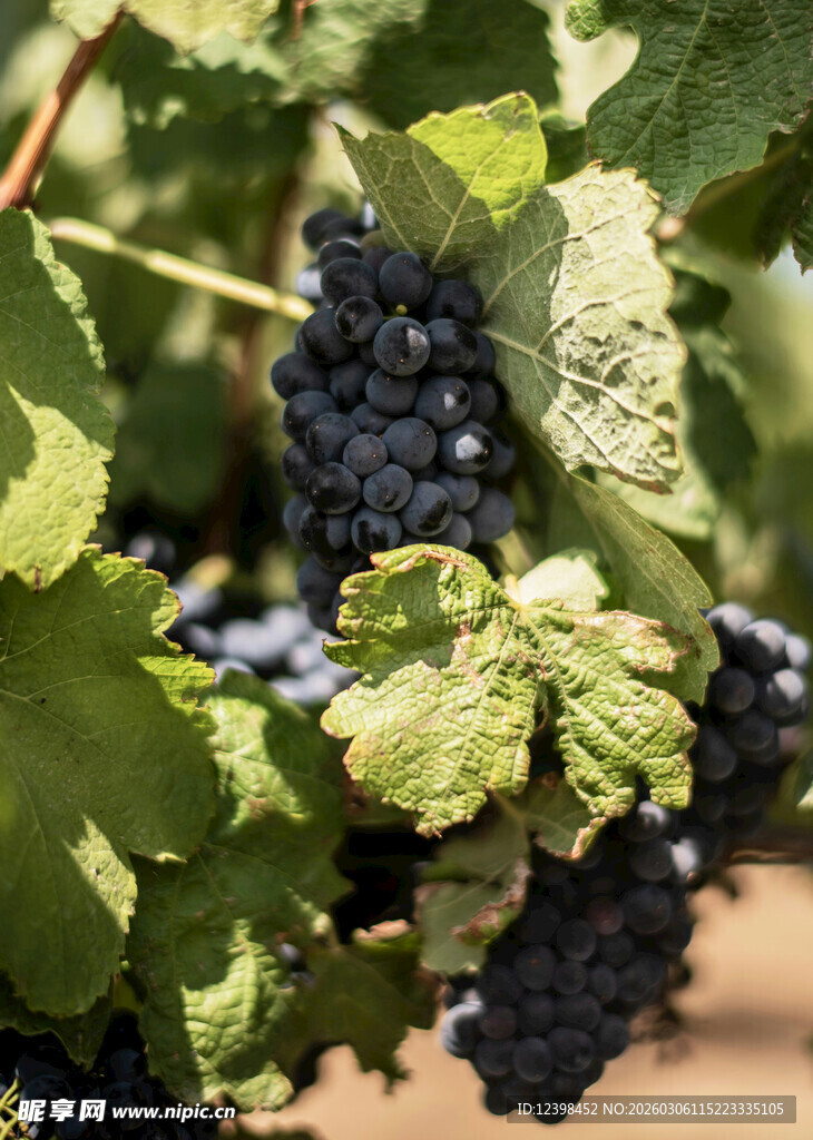 成熟葡萄挂于翠绿藤蔓间