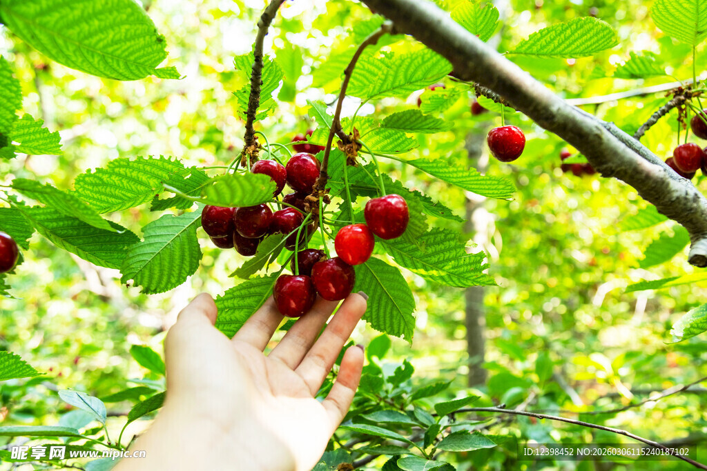 手摘鲜红樱桃于绿叶间