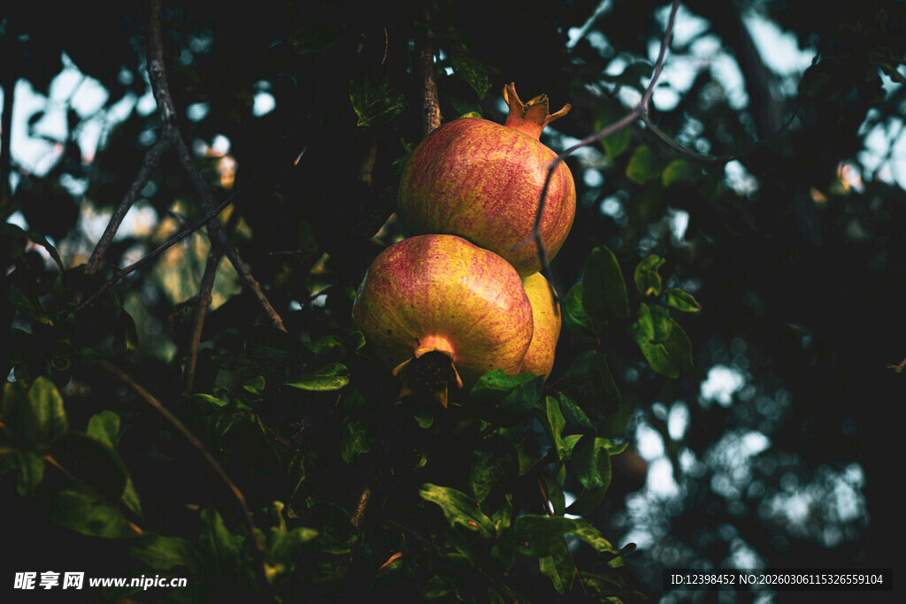 树上双石榴