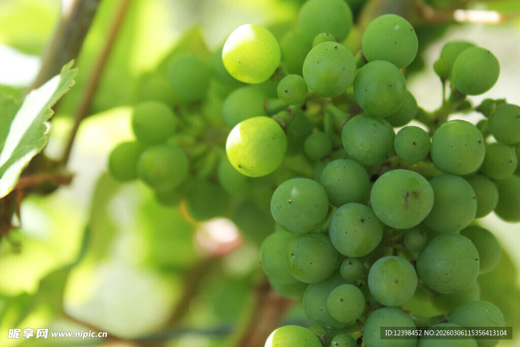 阳光下的青葡萄串