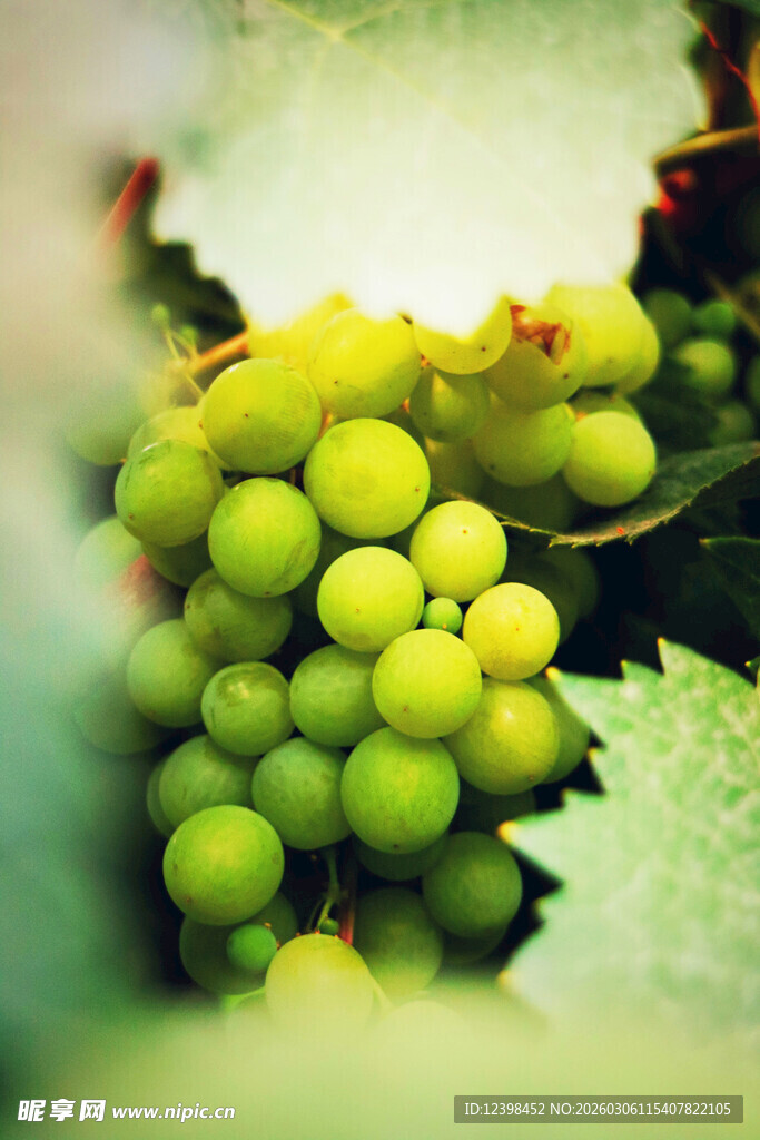 青葡萄果实特写