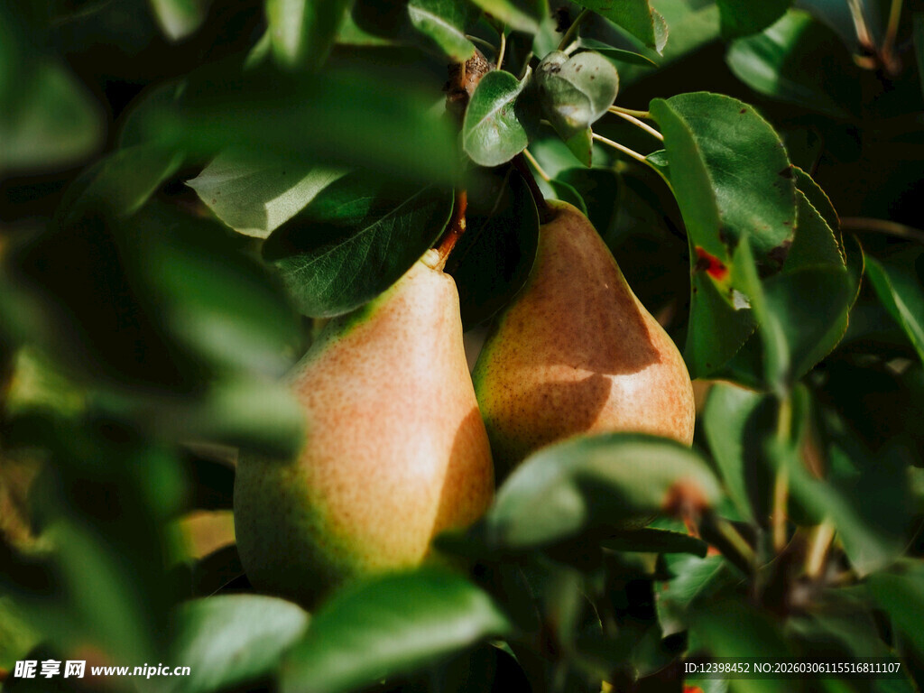 绿叶间的鲜嫩梨子