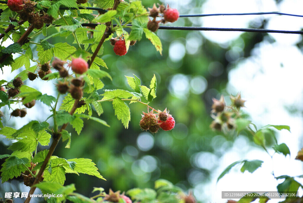 枝头红果绿叶相伴
