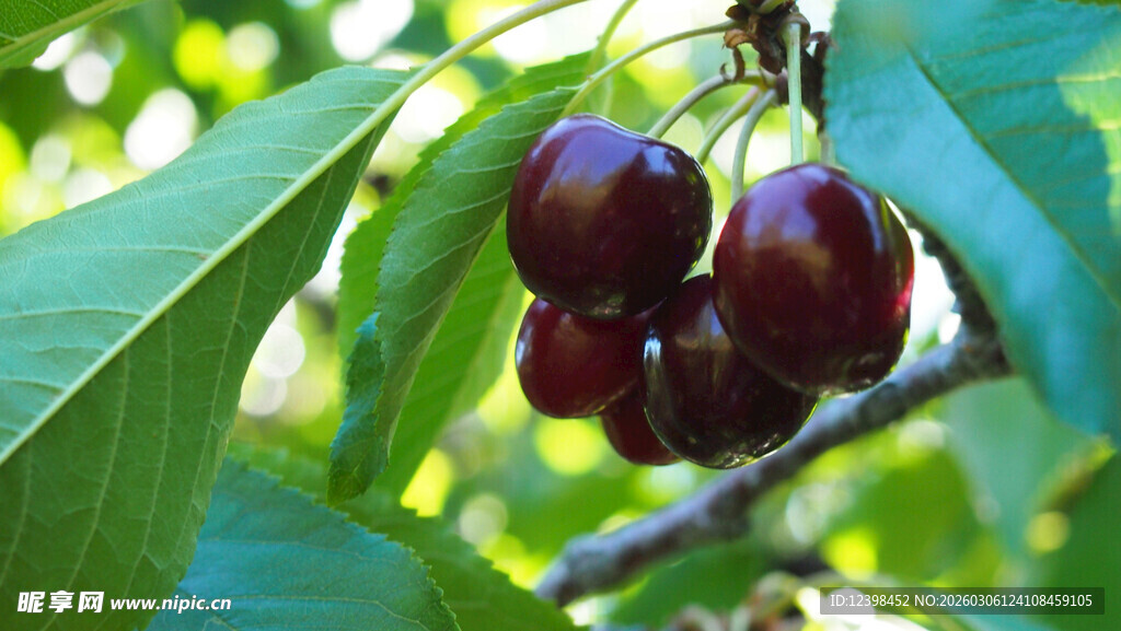 枝头饱满的紫樱桃