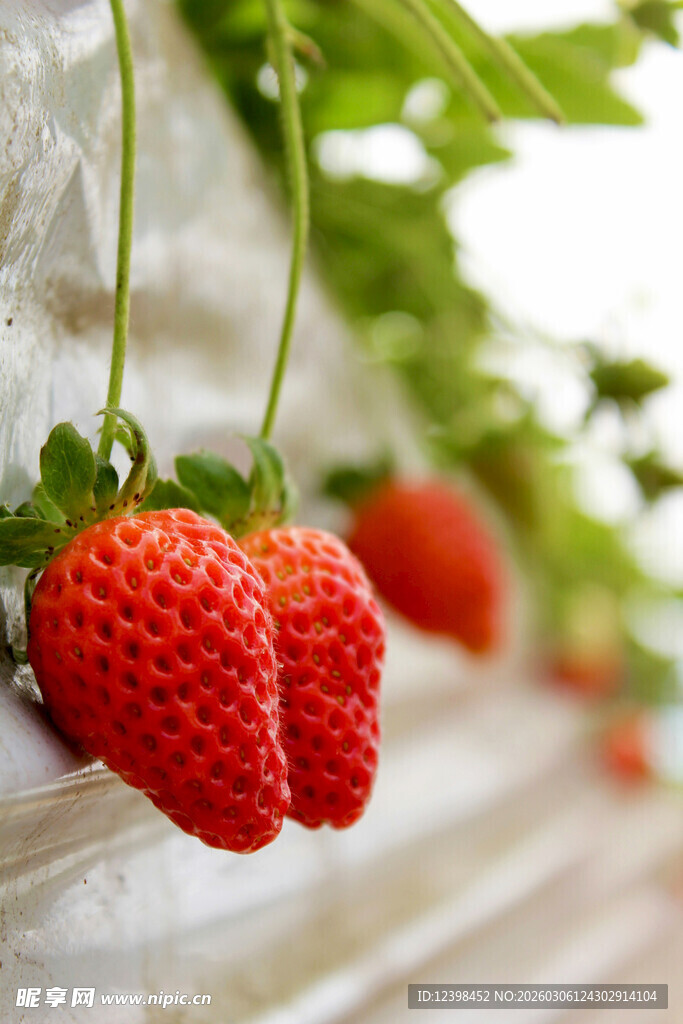 新鲜草莓挂在绿叶藤蔓间