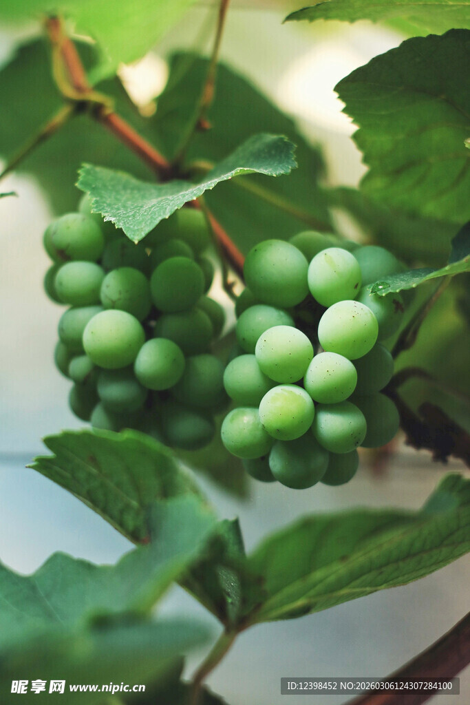 青葡萄挂于翠绿枝叶间