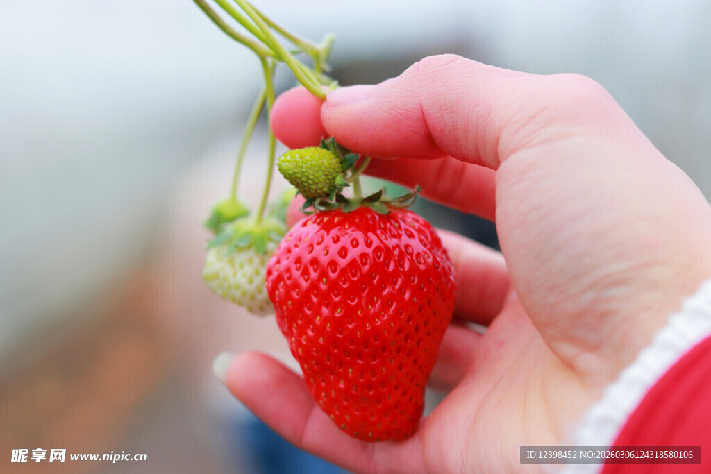手捧鲜红诱人草莓