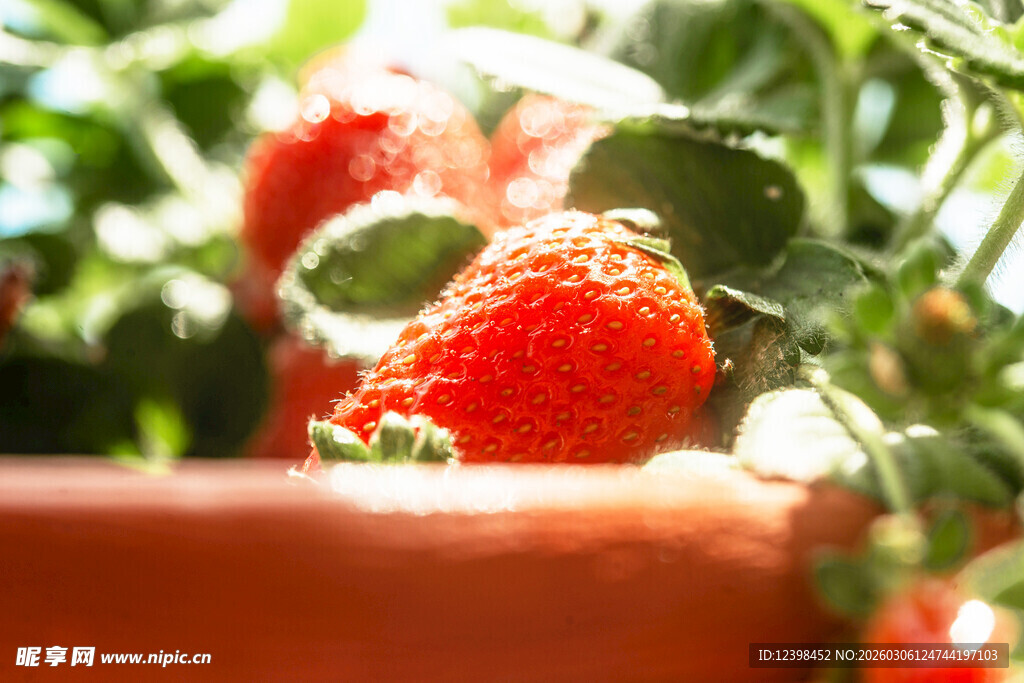 阳光下的新鲜草莓