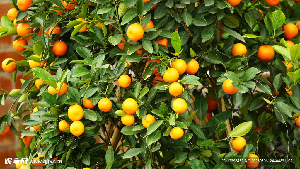 硕果累累的橙树