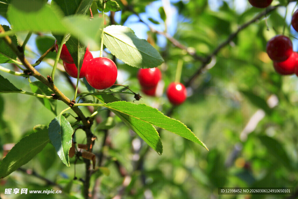 枝头红樱桃