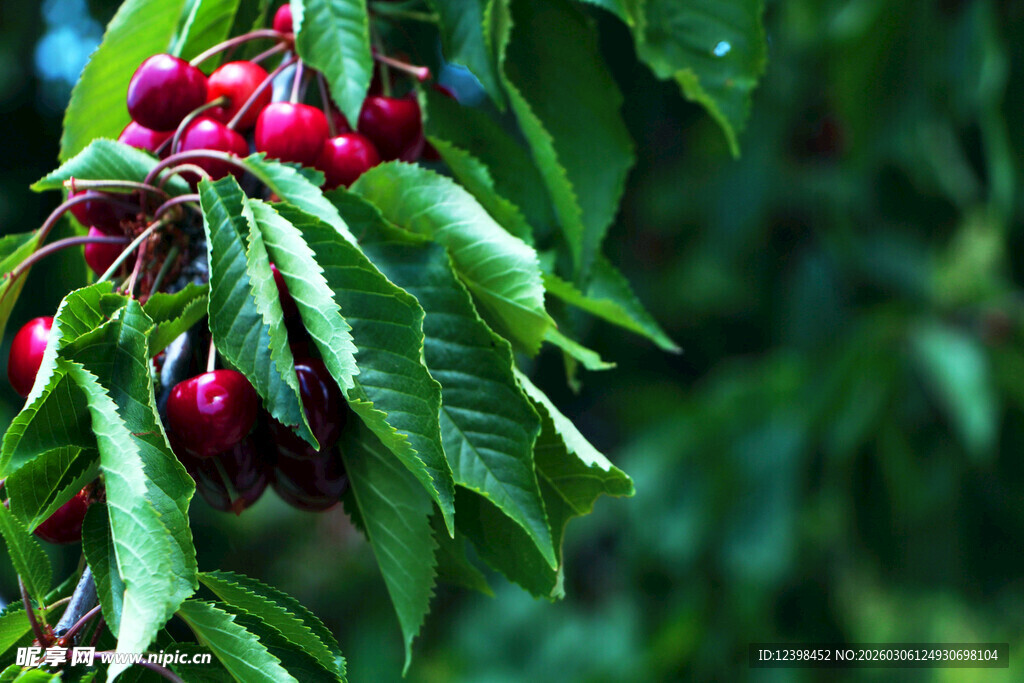 枝头红樱桃与绿叶相伴