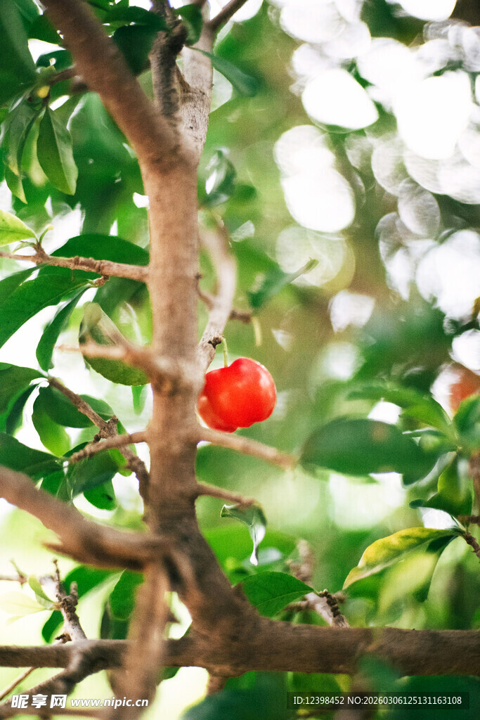 枝头红果映绿叶