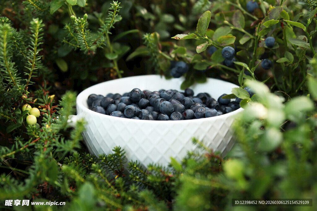 林间白碗盛着饱满蓝莓