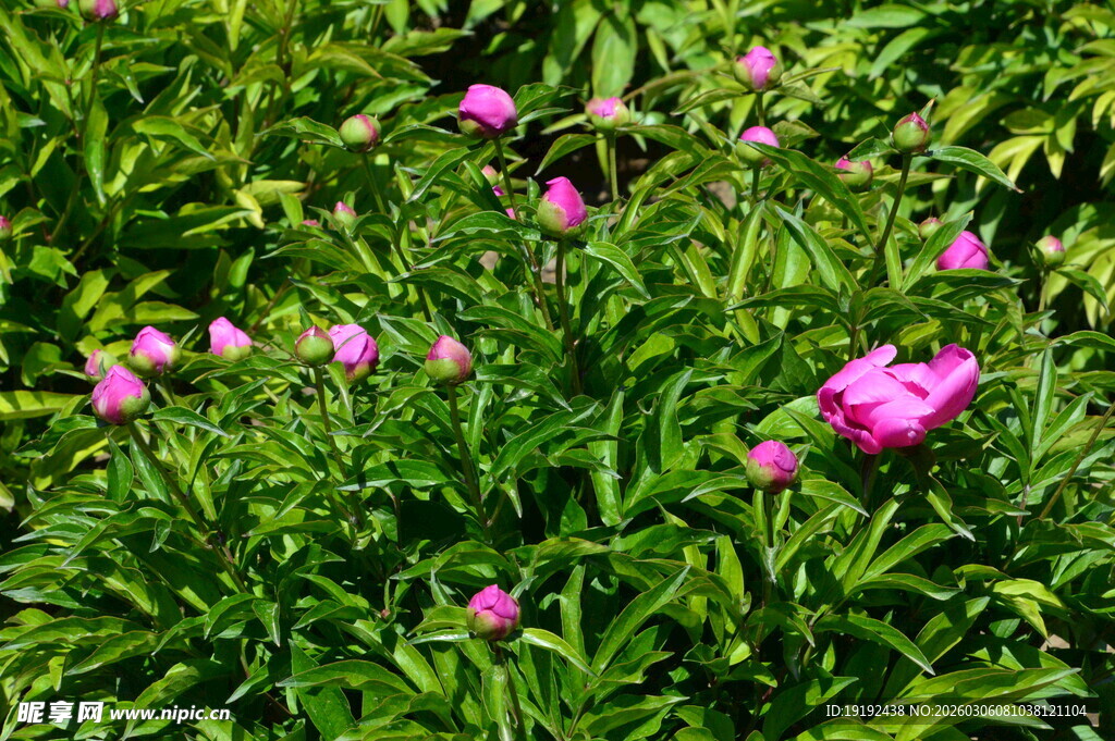 芍药花 
