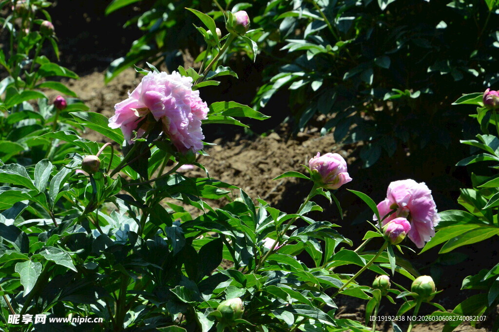 芍药花  