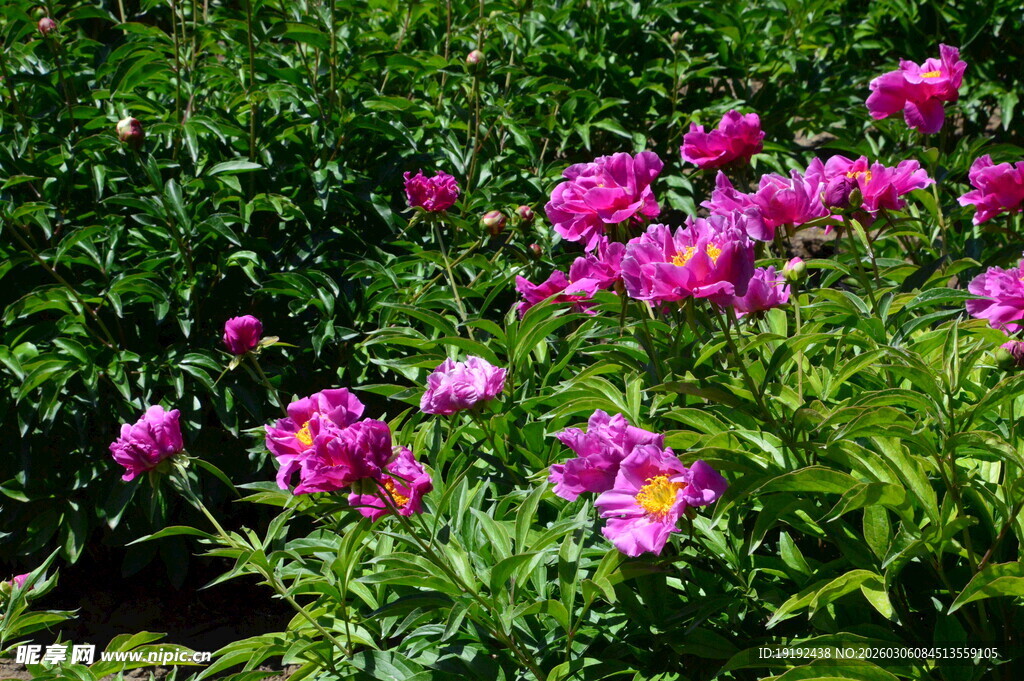 芍药花  