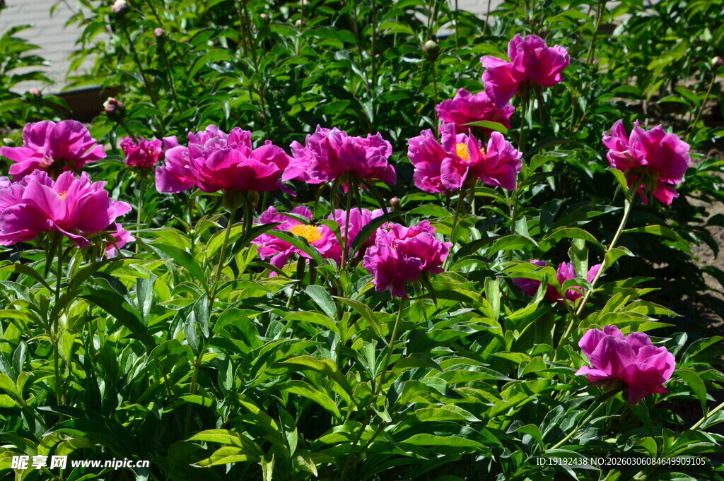 芍药花  