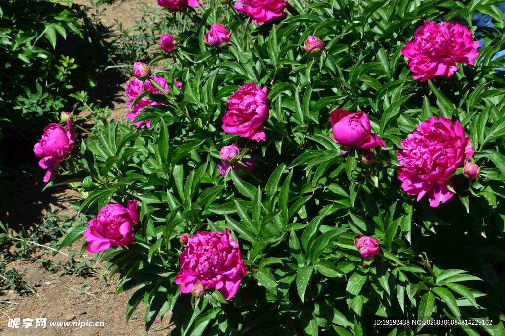 芍药花  