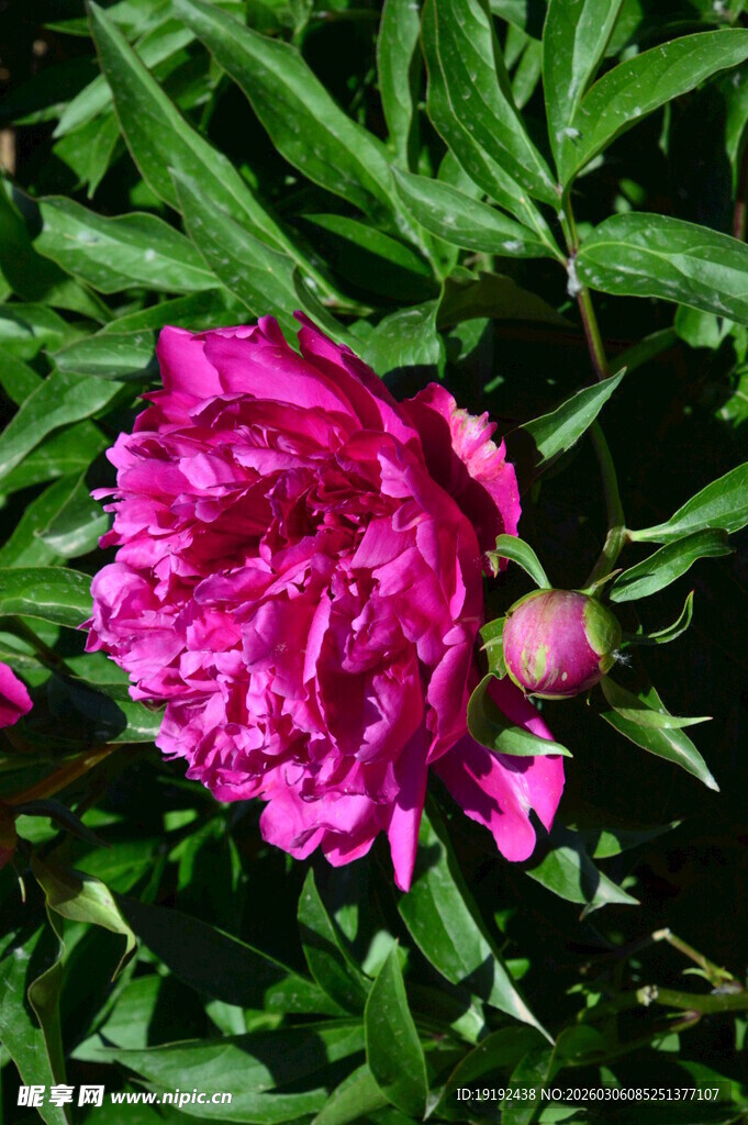 芍药花  