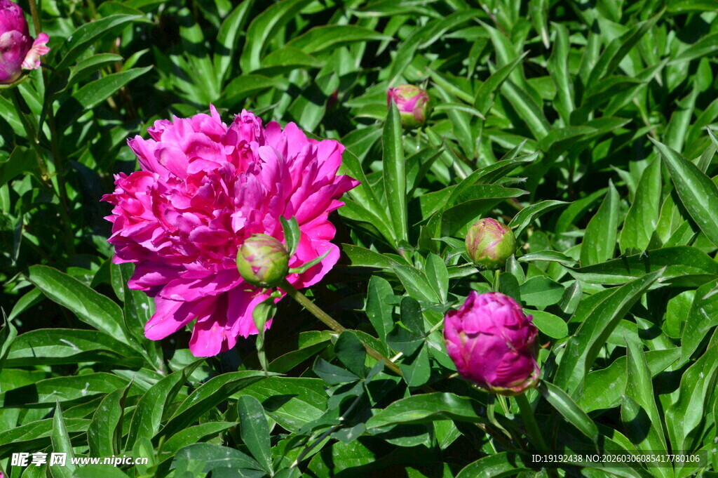 芍药花  