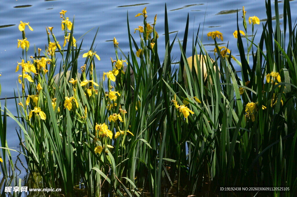 黄菖蒲  