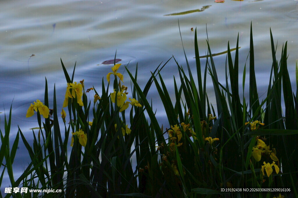 黄菖蒲  
