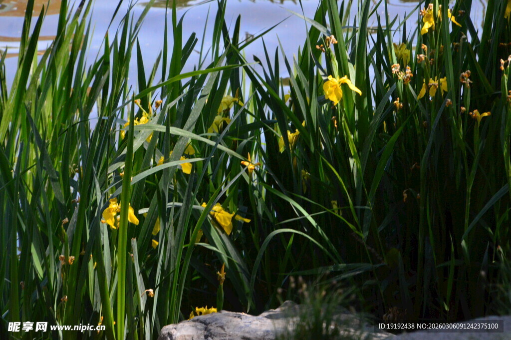 黄菖蒲  