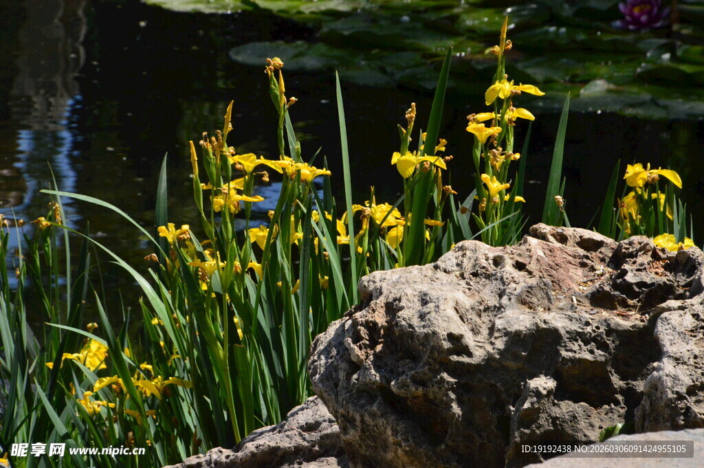 黄菖蒲  