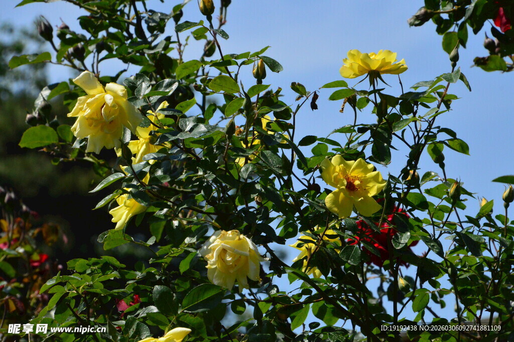 月季花  