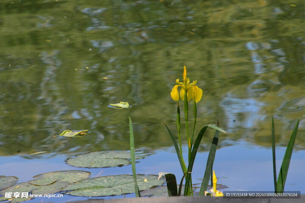 黄菖蒲  