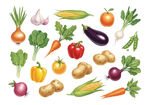 新鲜蔬菜插画
